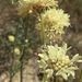 Cephalaria uralensis - Photo (c) Елена Патерикина, algunos derechos reservados (CC BY), subido por Елена Патерикина