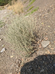 Artemisia taurica