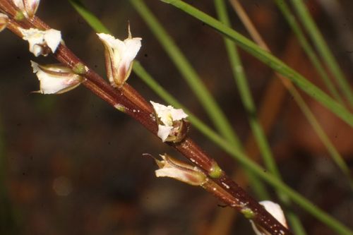 Image of Prasophyllum hians by (c) Em Lamond, some rights reserved (CC BY)