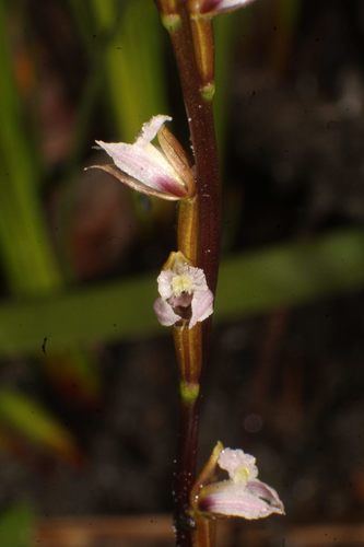 Image of Prasophyllum hians by (c) Em Lamond, some rights reserved (CC BY)