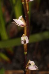 Prasophyllum hians