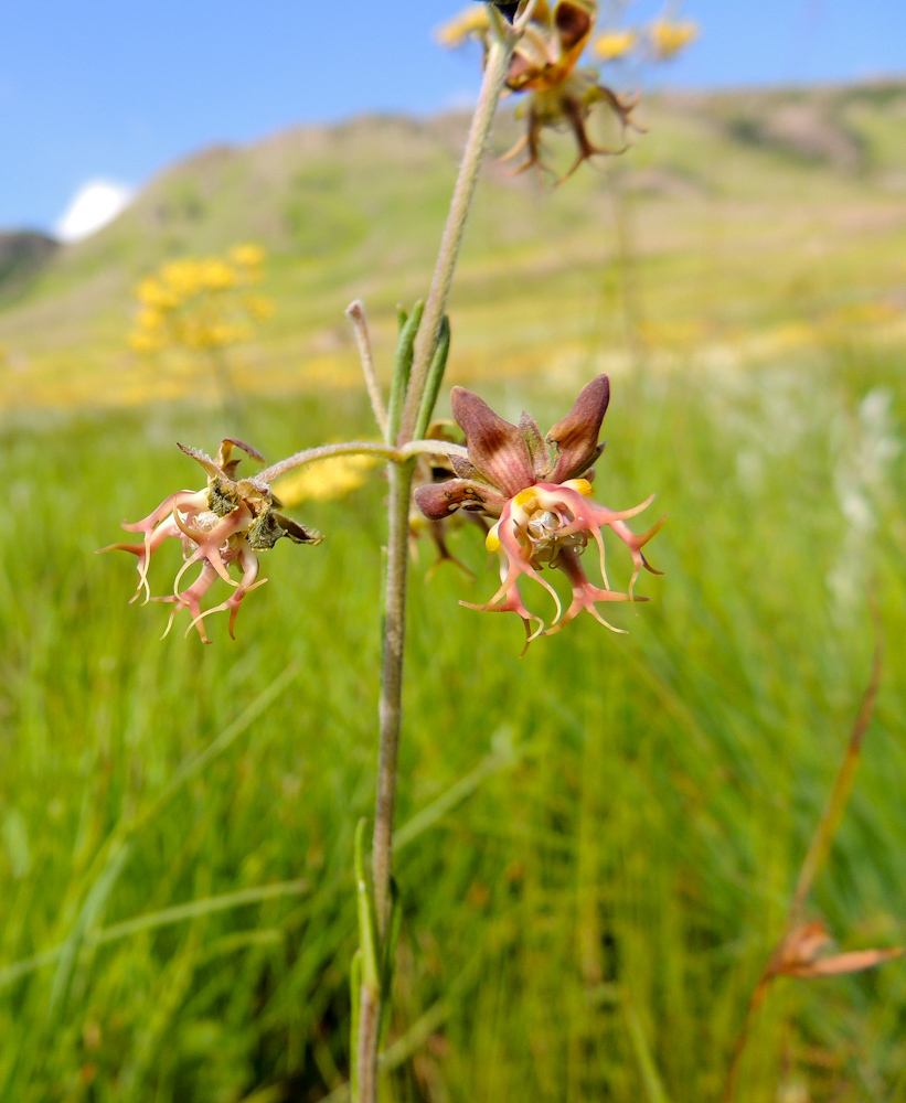 Miraglossum superbum