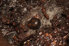 Cynotelopus notabilis