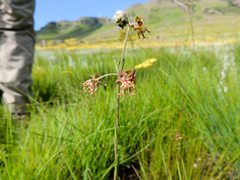 Miraglossum superbum