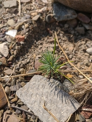 Pinus nigra pallasiana