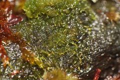Riccardia aequicellularis
