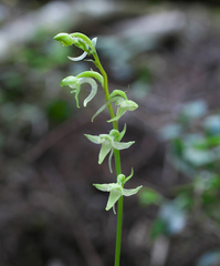 Platanthera florentii