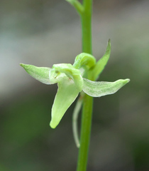 Platanthera florentii