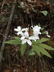 Cardamine heptaphylla