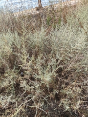 Artemisia taurica