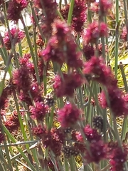 Allocasuarina humilis
