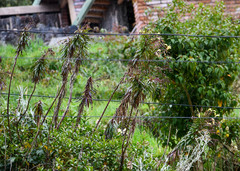 Siphocampylus lucidus