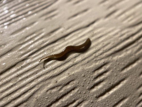 Snake-headed Flatworm, Hess Rd, East Liverpool, OH, US, photo 8 of 10