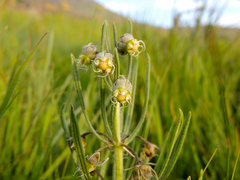 Miraglossum verticillare