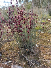 Allocasuarina humilis