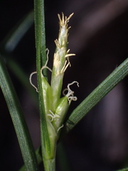 Carex multicaulis