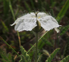 Monsonia natalensis