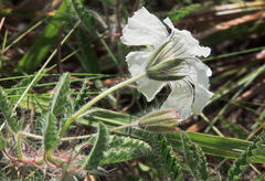 Monsonia natalensis