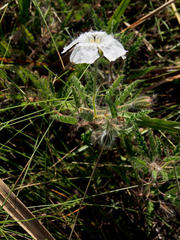 Monsonia natalensis