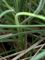 Poa morrisii