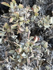 Eriogonum pondii