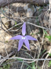 Glossodia major