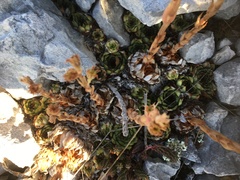 Sempervivum
