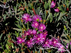 Ruschia caroli