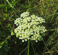 Pimpinella caffra