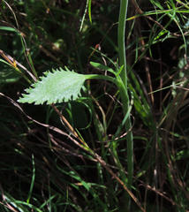 Pimpinella caffra