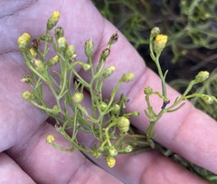 Gutierrezia ramulosa