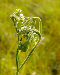 Pimpinella caffra