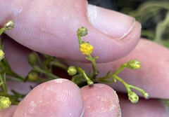 Gutierrezia ramulosa