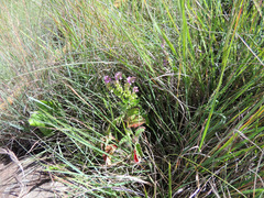 Polygala rhinostigma