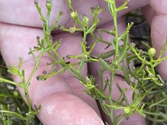 Gutierrezia ramulosa