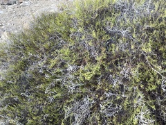 Gutierrezia ramulosa