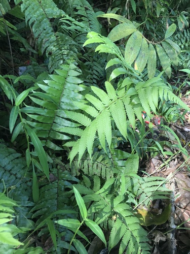 Sphaerostephanos maemonensis observed 2021-08-31