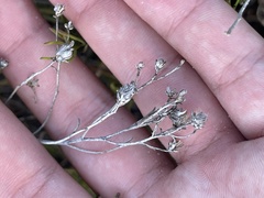 Gutierrezia ramulosa