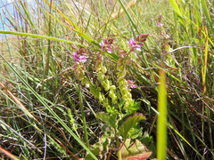 Polygala rhinostigma