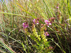 Polygala rhinostigma