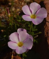 Oxalis campylorrhiza