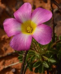 Oxalis campylorrhiza