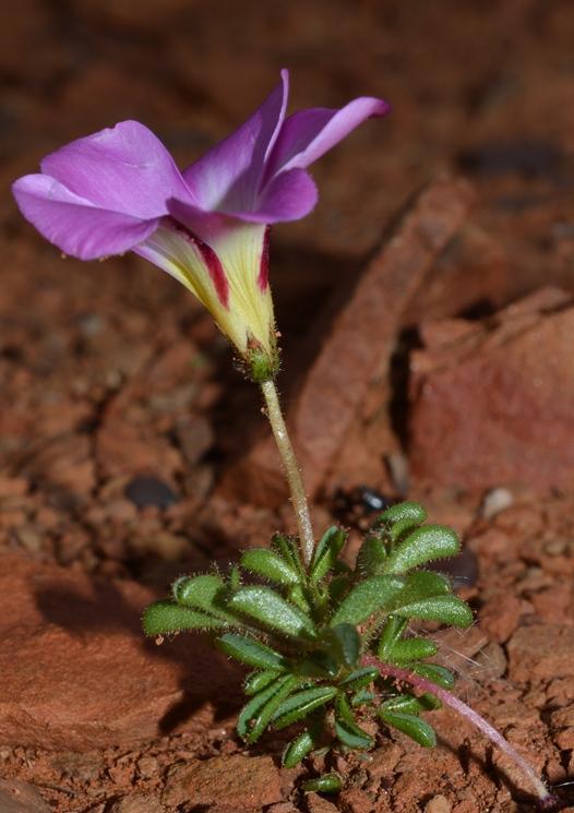 Oxalis campylorhiza