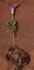 Oxalis campylorrhiza