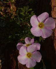 Oxalis campylorrhiza