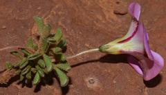 Oxalis campylorrhiza