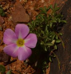 Oxalis campylorrhiza
