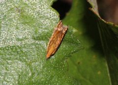 Lathronympha strigana