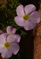 Oxalis campylorrhiza