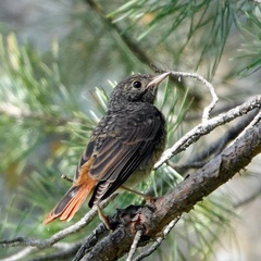 Phoenicurus phoenicurus